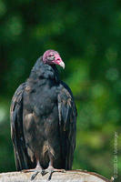 Image of: Cathartes aura (turkey-vulture)