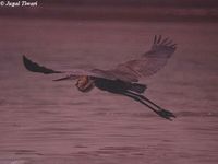 Goliath Heron - Ardea goliath