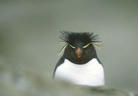 Rockhopper Penguin (Eudyptes chrysocome) photo