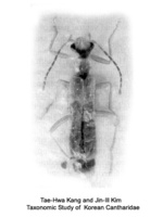 Podabrus asperipunctatus - 거친목가는병대벌레