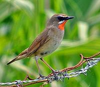 ...and such mouthwatering gems as this Siberian Rubythroat become the norm! (Pete Morris)