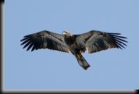 Bald Eagle, Croton Point Park, NY