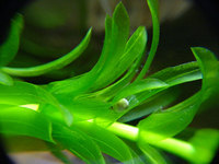 : Cynops orientalis; Oriental Fire-bellied Newt