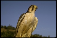 : Falco biarmicus; Lanner Falcon