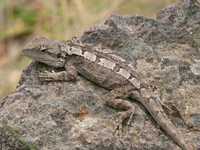 : Amphibolurus muricatus; Jacky Lizard