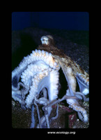 : Octopus cyanea; He'e Mauli