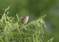 コヨシキリ Black-browed Reed-Warbler Achrocephalus bistrigiceps