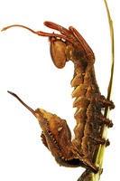Stauropus fagi - Lobster Moth