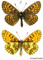 Melitaea aurelia - Nickerl's Fritillary