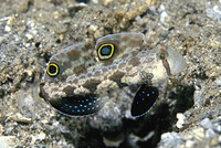 Signigobius biocellatus, Twinspot goby: aquarium