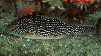 Plectropomus punctatus, Marbled coralgrouper: fisheries