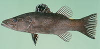 Belonoperca chabanaudi, Arrowhead soapfish: