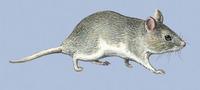 Image of: Mystromys albicaudatus (white-tailed mouse)