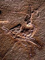 Pterodactylus micronyx