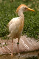 Bubulcus ibis - Cattle Egret