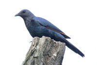 Onychognathus morio - Red-winged Starling