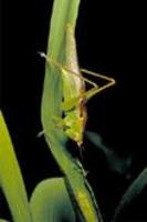 Image of: Orchelimum vulgare (common field katydid)