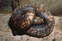 Calabaria reinhardtii - Calabar's Burrowing Python