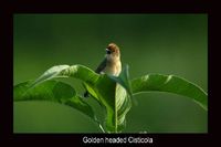 Golden Headed Cisticola