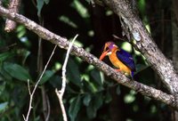African Pygmy-Kingfisher - Ispidina picta