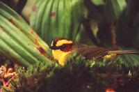 Golden-browed Warbler - Basileuterus belli