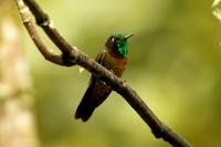 Tyrian metaltail