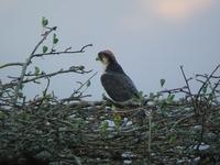 Lanner Falcon (Slagfalk) - Falco biarmicus