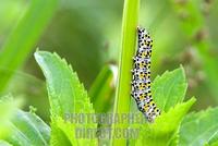 Mullein caterpillar ( cucillia vrbasci ) stock photo