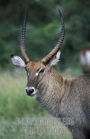 ...Defassa waterbuck ( Kobus ellipsyprymnus defassa ) , Murchison Falls National Park , Uganda stoc