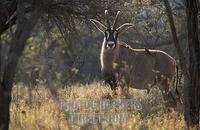 Roan antelope , Hippotragus equinus , Mkhaya Game Reserve , Swaziland stock photo