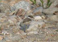 Long-Billed Linged Plover Charadrius placidusus 흰목물떼새