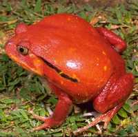 : Dyscophus antongilii; Tomato Frog