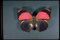 : Agrias amydon; Butterfly