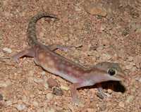 : Diplodactylus stenodactylus; Sand-plain Gecko
