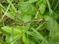 Kæmpestankelben (Tipula maxima) Foto/billede af