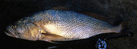 Pseudotolithus senegalensis, Cassava croaker: fisheries, gamefish