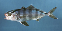 Seriola zonata, Banded rudderfish: fisheries, aquarium
