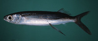 Cypselurus opisthopus, Black-finned flyingfish: fisheries