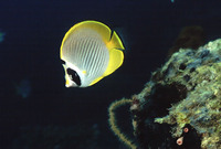 Chaetodon adiergastos, Philippine butterflyfish: aquarium