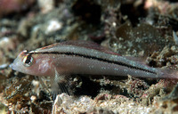 Forsterygion lapillum, Common triplefin: