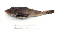 Prionotus ruscarius, Common searobin: