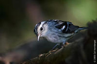 Image of: Mniotilta varia (black-and-white warbler)