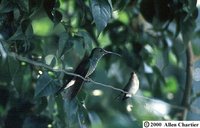 Bronze-tailed Plumeleteer - Chalybura urochrysia