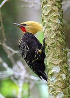 Blond-crested Woodpecker - Celeus flavescens