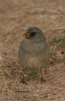 *NEW Great Pampas Finch