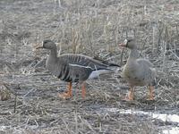 Greater Whitefronted Geese