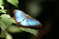 Blue Morpho. Photo by Barry Ulman. All rights reserved.