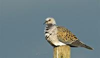 Turtle Dove at The Rea, Upton Magna 31st May 2005