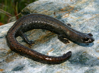: Batrachoseps robustus; Kern Plateau Slender Salamander