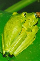 : Hypsiboas albomarginatus